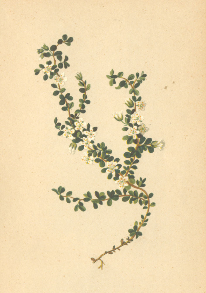 ALPENFLORA ALPINE FLOWERS. Arenaria biflora L-Zweiblütiges Sandkraut 1897